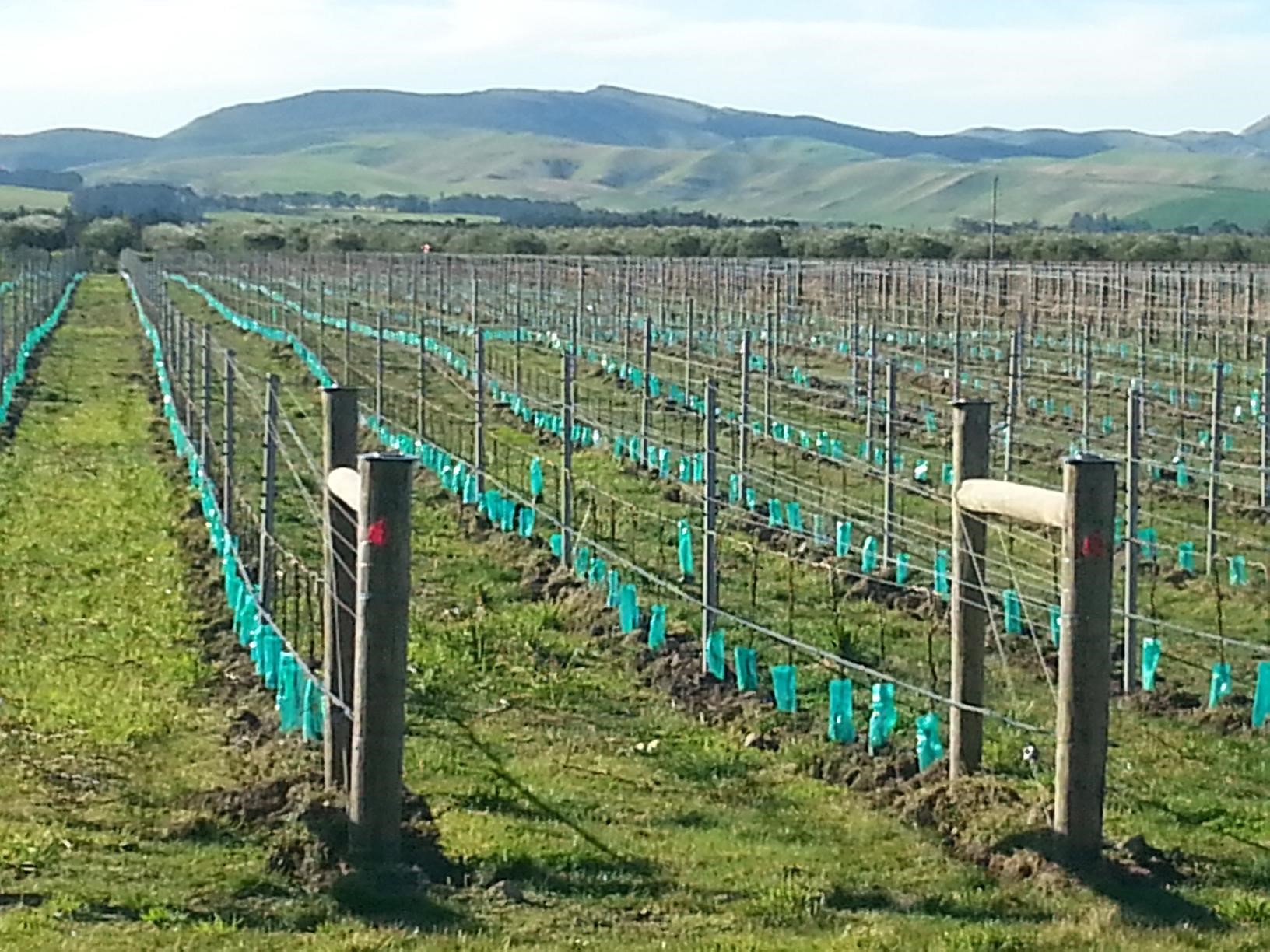 Spray Guards suppliers New Zealand. Spray Guards a vital operational tactic to keep your seedlings and young plants safe from spray drift.